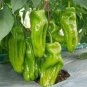 1000 PCS Seeds Jintai Thin Skin Early Maturing Big Pepper Vegetables