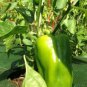 1000 PCS Seeds Jintai Thin Skin Early Maturing Big Pepper Vegetables