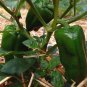 1000 PCS Seeds Jintai Thin Skin Early Maturing Big Pepper Vegetables