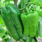 1000 PCS Seeds Jintai Thin Skin Early Maturing Big Pepper Vegetables