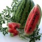 20 PCS Seeds Jubilee Red Mushy Big Sweet Watermelon