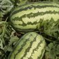 20 PCS Seeds Jubilee Red Mushy Big Sweet Watermelon