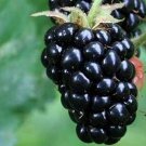 100 PCS Seeds Jumbo Thornless Blackberry 100 PCS Seeds Jumbo Thornless Blackberry
