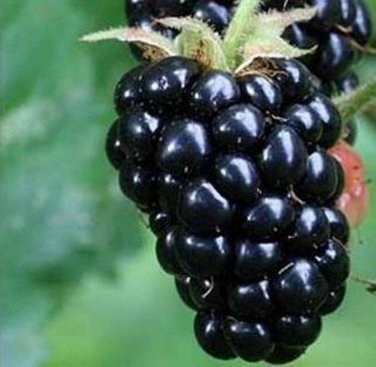 100 PCS Seeds Jumbo Thornless Blackberry