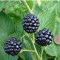 100 PCS Seeds Jumbo Thornless Blackberry