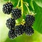 100 PCS Seeds Jumbo Thornless Blackberry