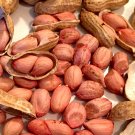 10 PCS Seeds Jumbo Virginia Peanuts Untreated 10 PCS Seeds Jumbo Virginia Peanuts Untreated