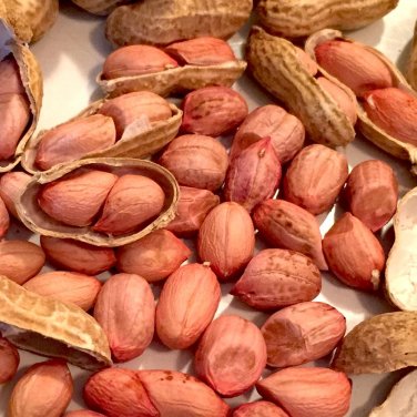 10 PCS Seeds Jumbo Virginia Peanuts Untreated