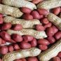 10 PCS Seeds Jumbo Virginia Peanuts Untreated