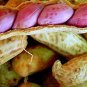 10 PCS Seeds Jumbo Virginia Peanuts Untreated