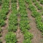 10 PCS Seeds Jumbo Virginia Peanuts Untreated
