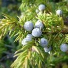 50 PCS Seeds Juniperus Communis