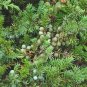 50 PCS Seeds Juniperus Communis