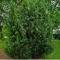 50 PCS Seeds Juniperus Communis