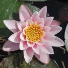 1 PCS Seeds Justin Pink Water Lily Nymphaea Flower 1 PCS Seeds Justin Pink Water Lily Nymphaea Flower