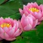 1 PCS Seeds Justin Pink Water Lily Nymphaea Flower
