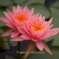 1 PCS Seeds Justin Pink Water Lily Nymphaea Flower