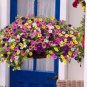 200 PCS Seeds Kabloom Calibrachoa Mixed Bonsai Hanging Petunia
