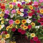 200 PCS Seeds Kabloom Calibrachoa Mixed Bonsai Hanging Petunia