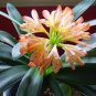 100 PCS Seeds Kaffir Lily Clivia Plants