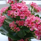100 PCS Seeds Kalanchoe Bonsai Longevity Flower Potted Plants