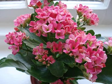 100 PCS Seeds Kalanchoe Bonsai Longevity Flower Potted Plants