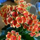 50 PCS Seeds Kalanchoe sementes Seeds Succulent Bonsai