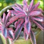 50 PCS Seeds Kalanchoe sementes Seeds Succulent Bonsai