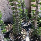 100 PCS Seeds Kalanchoe Thyrsiflora Exotic and Rare Xeriscaping mesembs Succulents Arcis 100 PCS Seeds Kalanchoe Thyrsiflora Exotic and Rare Xeriscaping mesembs Succulents Arcis