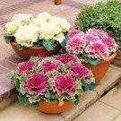 100 PCS Seeds Kale Flowering Ornamental Cabbage Flower 100 PCS Seeds Kale Flowering Ornamental Cabbage Flower