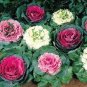 100 PCS Seeds Kale Flowering Ornamental Cabbage Flower