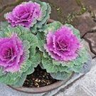 30 PCS Seeds Kale Ornamental Brassica Oleracea Collard Winter Flowers