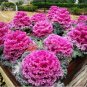 30 PCS Seeds Kale Ornamental Brassica Oleracea Collard Winter Flowers