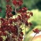 20 PCS Seeds Kangaroo Paw Rare Flowers