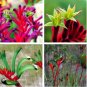 20 PCS Seeds Kangaroo Paw Rare Flowers
