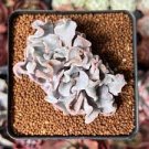 2000 PCS Seeds Kasuki Blue Spring Grass Rare Succulents Plant Funny