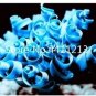 2000 PCS Seeds Kasuki Blue Spring Grass Rare Succulents Plant Funny