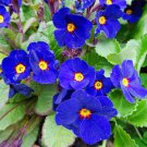 100 PCS Seeds Kasuki Fresh Evening Primrose Bonsai Seedlings