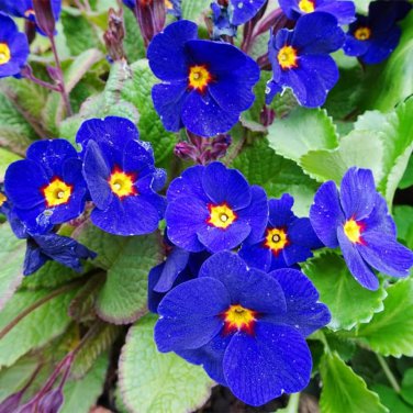 100 PCS Seeds Kasuki Fresh Evening Primrose Bonsai Seedlings
