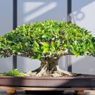 100 PCS Seeds Kasuki Mixed Colors Boston Ivy Bonsai