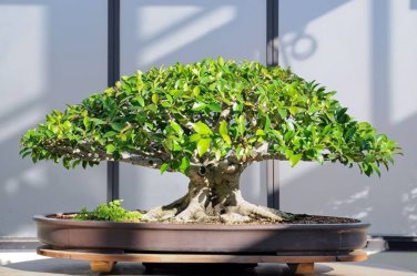 100 PCS Seeds Kasuki Mixed Colors Boston Ivy Bonsai