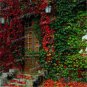 100 PCS Seeds Kasuki Mixed Colors Boston Ivy Bonsai