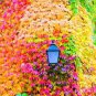 100 PCS Seeds Kasuki Mixed Colors Boston Ivy Bonsai