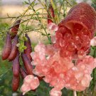20 PCS Seeds Kasuki Novel Finger Limes Citrus Pomegranate Bonsai