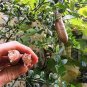 20 PCS Seeds Kasuki Novel Finger Limes Citrus Pomegranate Bonsai