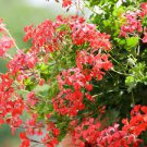 20 PCS Seeds Kasuki White & Red Edge Geranium Garden Pelargonium Peltatum Flowers
