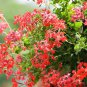 20 PCS Seeds Kasuki White & Red Edge Geranium Garden Pelargonium Peltatum Flowers