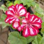 20 PCS Seeds Kasuki White & Red Edge Geranium Garden Pelargonium Peltatum Flowers