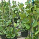 100 PCS Seeds Kerrii Bonsai December Orchid
