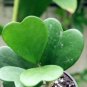 100 PCS Seeds Kerrii Bonsai December Orchid
